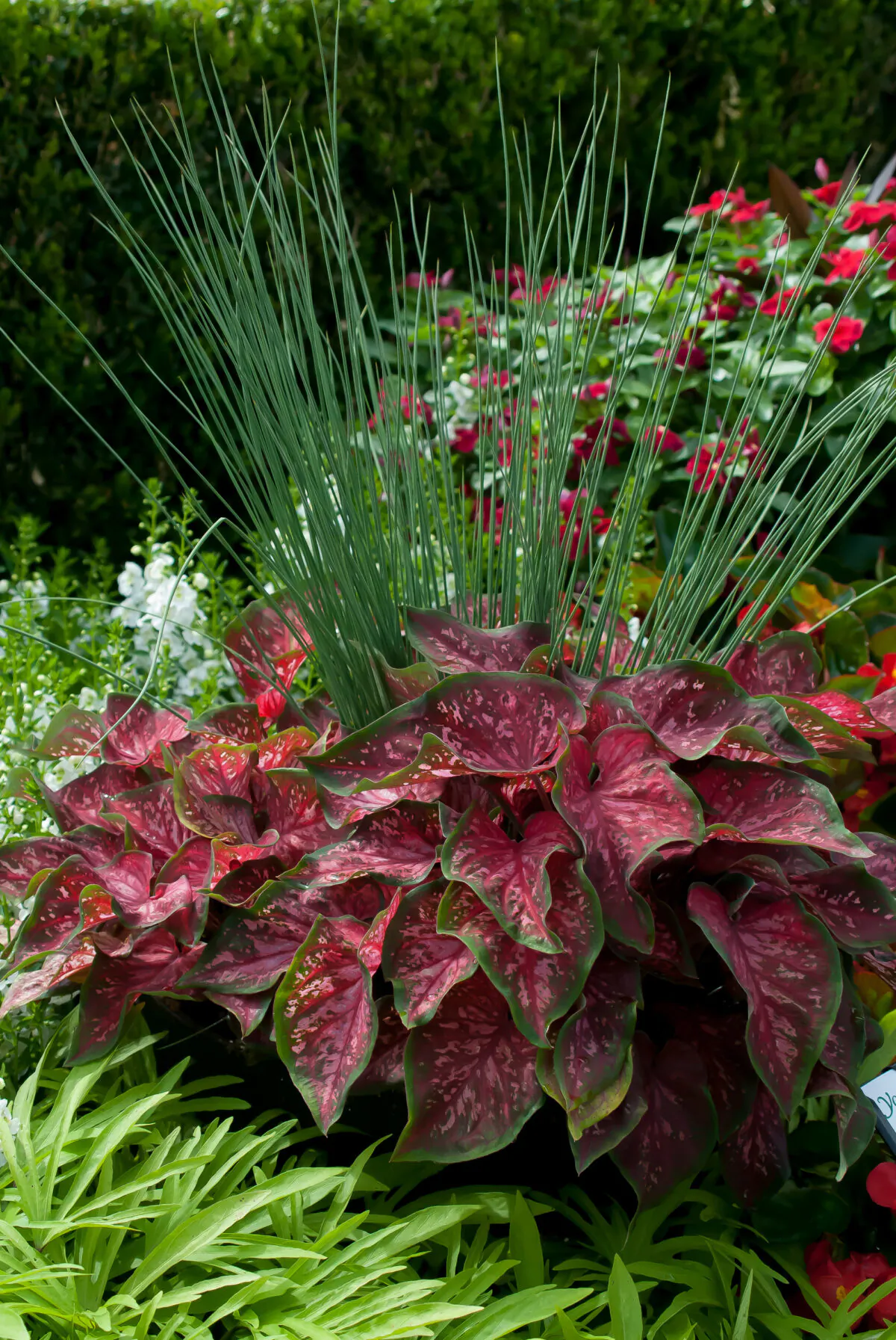 This display seen at Young’s Plant Farm Annual Garden Tour was quite stunning as it featured Graceful Grasses Blue Mohawk rush, Heart to Heart Fast Flash caladiums and Sweet Caroline Medusa Green Ornamental Sweet Potatoes. (Norman Winter/TNS)