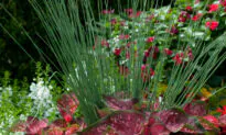 Rush for Blue Mohawk to Be Your Container’s Thriller Plant