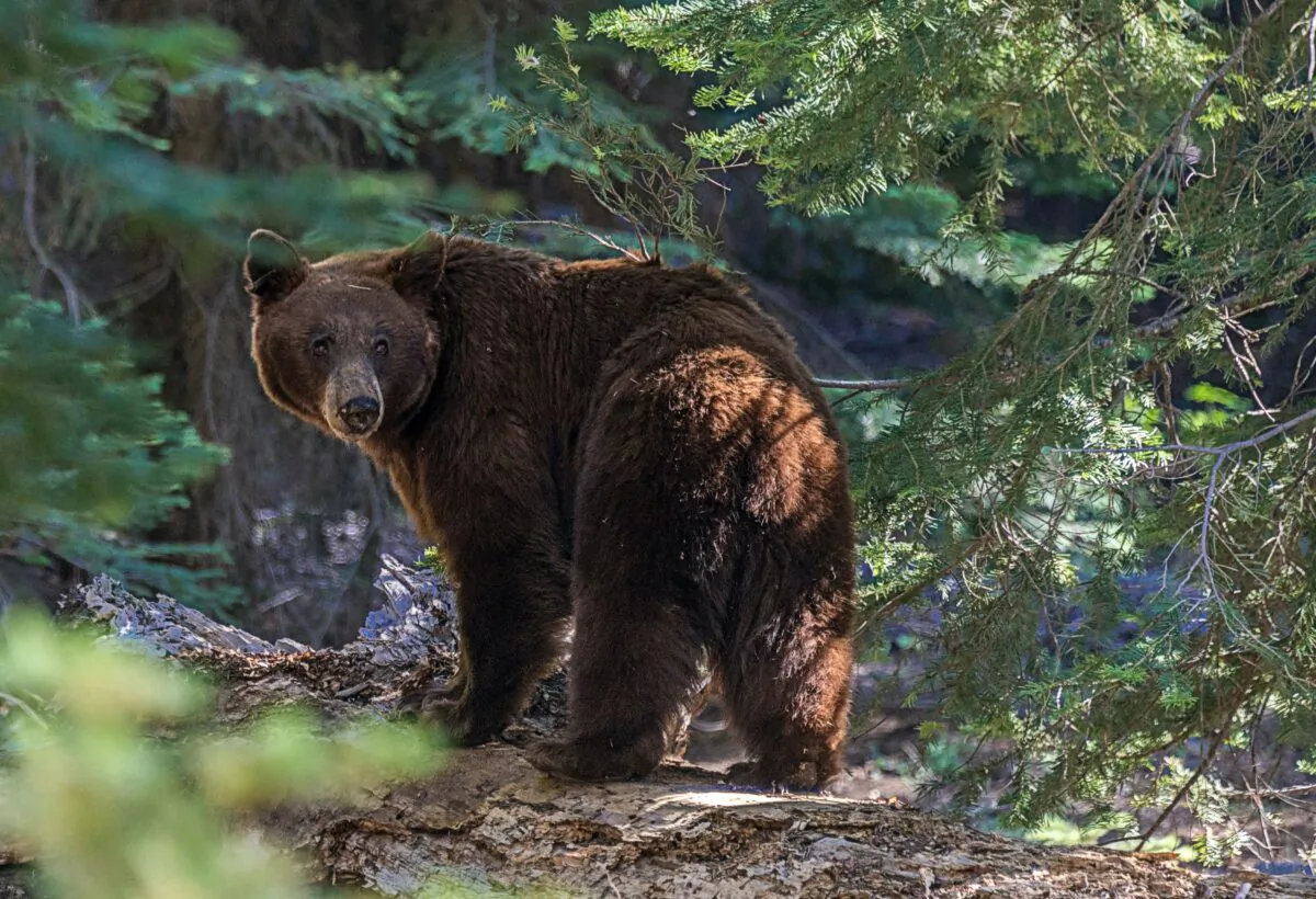Research shows that bear spray is effective, so have yours at the ready and know how to use it. (Dreamstime/TNS)