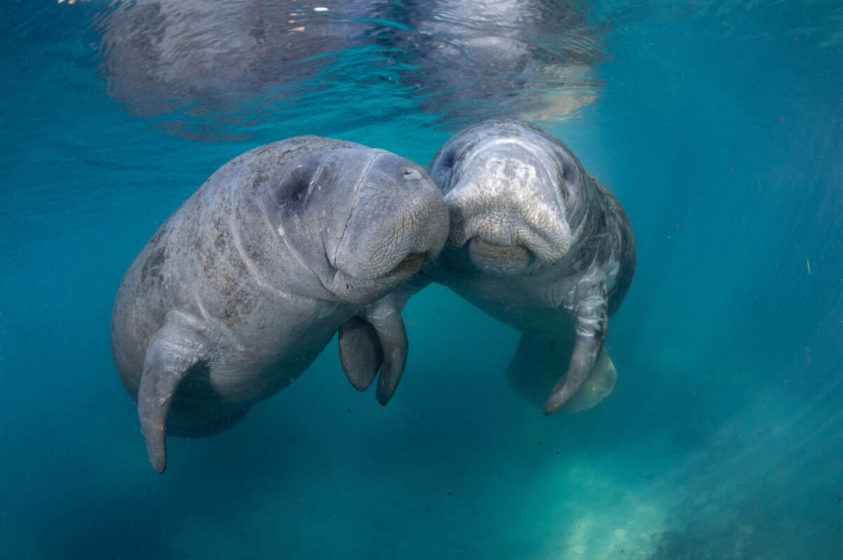 On the coldest winter days, upward of 700 manatees can be found basking in the warm waters of the myriad natural springs around Crystal River near Florida’s Gulf Coast. Visitors can swim with and snorkel with these lovable, gentle giants. (Carol Grant/Visit Florida/TNS)