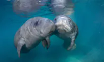 Get up Close and Personal With a Once-Endangered Manatee