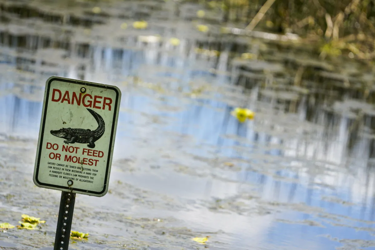An alligator warning sign is posted in waters near the scene where a man was found dead after going into the lake to retrieve lost golf discs at John Taylor Park, in  May, 2022, in Largo, Fla. (Martha Asencio-Rhine/Tampa Bay Times via AP)