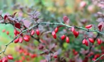 Ancient Herbal Supplement Shows Promise Against Cancer