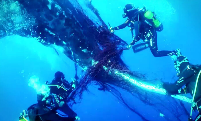 VIDEO: Divers Spot Humpback Whale Trapped in Driftnet, Cut Her Free — and Then She Says 'Thank You'