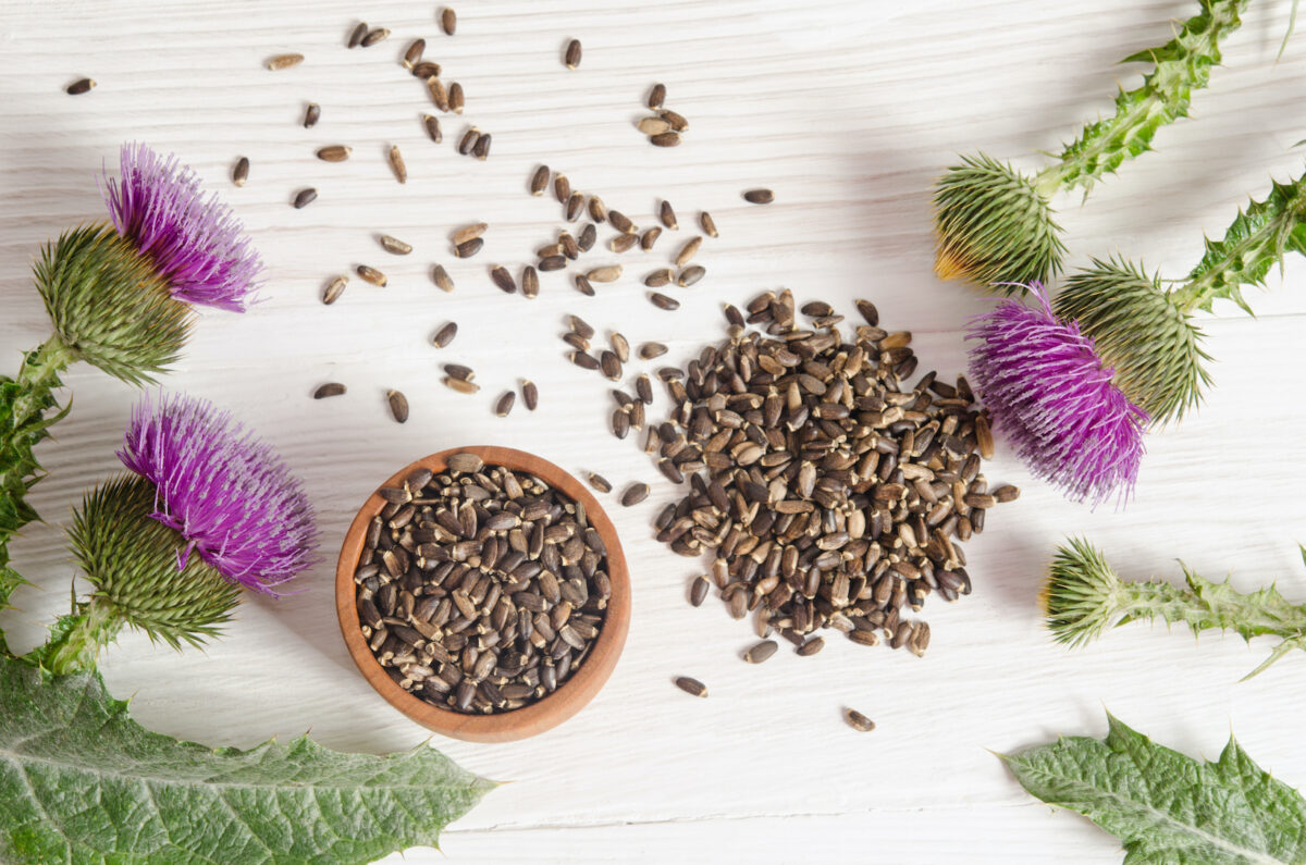 Brewing a tea from milk thistle seeds is one of many ways to extract the herb's health benefits.(Soyka/Shutterstock)