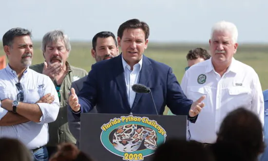 Everglades Ecologist Rises to DeSantis’ Python Challenge