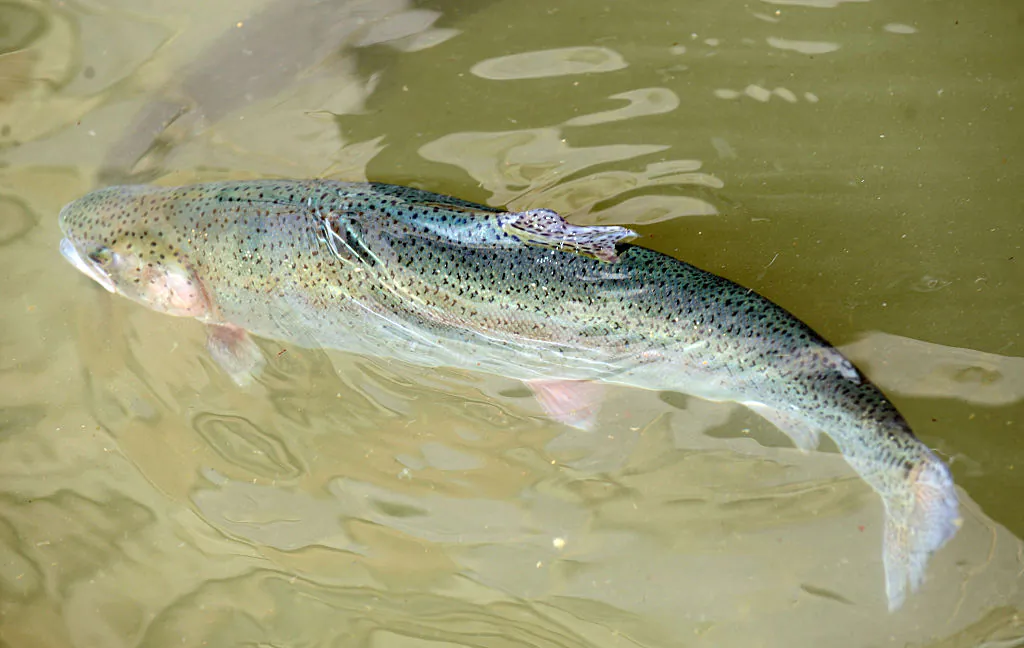 A rainbow trout is pictured at the fish farm of the Goicoechea family, which creates products made of rainbow trout skin leather, in Banca, southwestern France, on Feb. 16, 2016.  (Iron Gaizka/AFP via Getty Images)