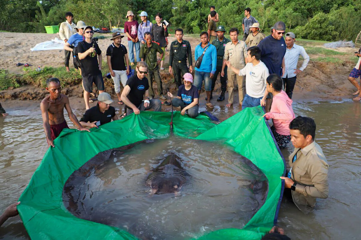 A team of Cambodian and American scientists and researchers, along with Fisheries Administration officials, prepare to release a giant freshwater stingray back into the Mekong River in the northeastern province of Stung Treng, Cambodia, on June 14, 2022. (Chhut Chheana/Wonders of the Mekong via AP)