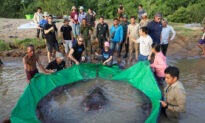 Cambodian Catches World’s Largest Recorded Freshwater Fish