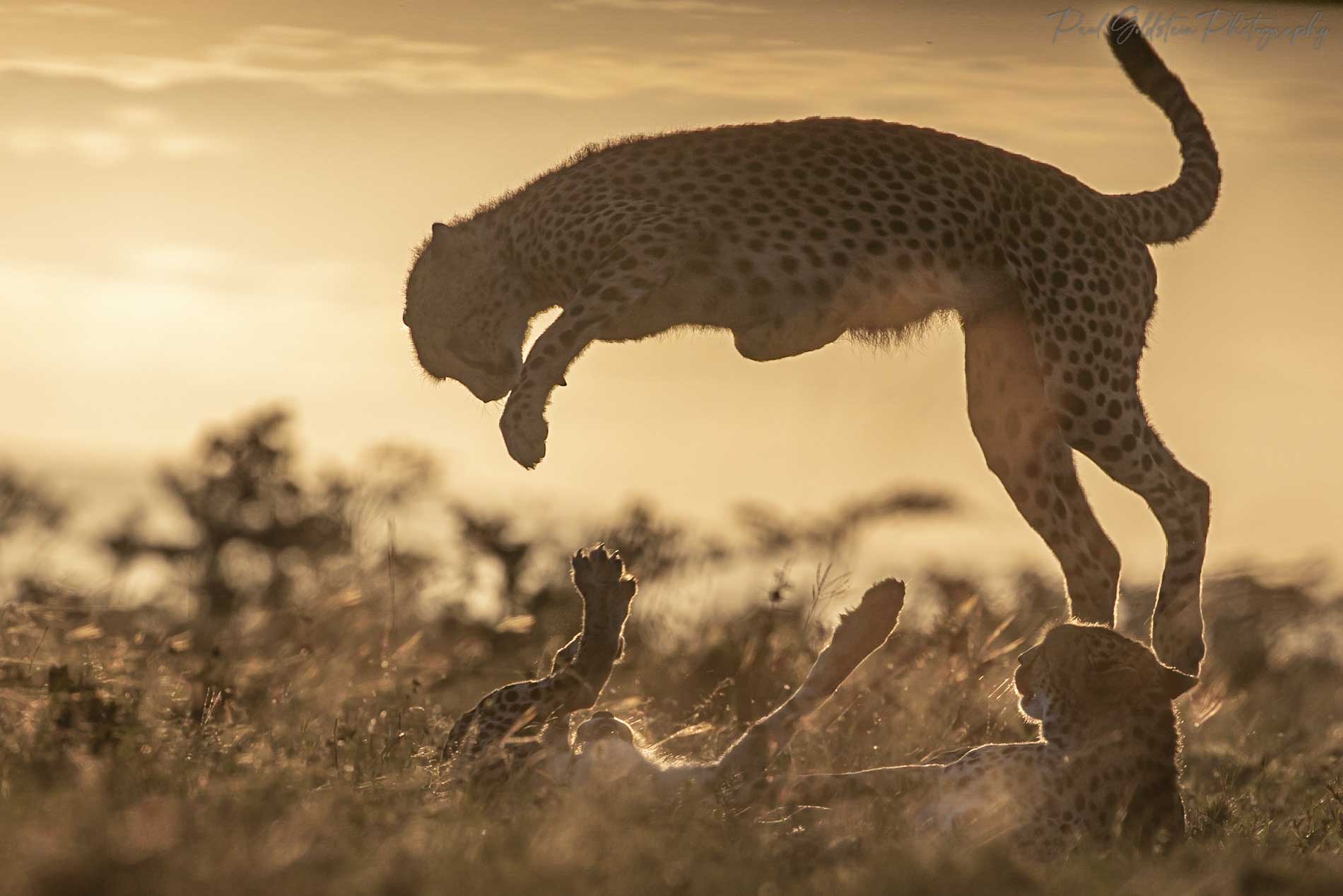 Photographer Captures 'Nanosecond' Instant Entire Cheetah Family