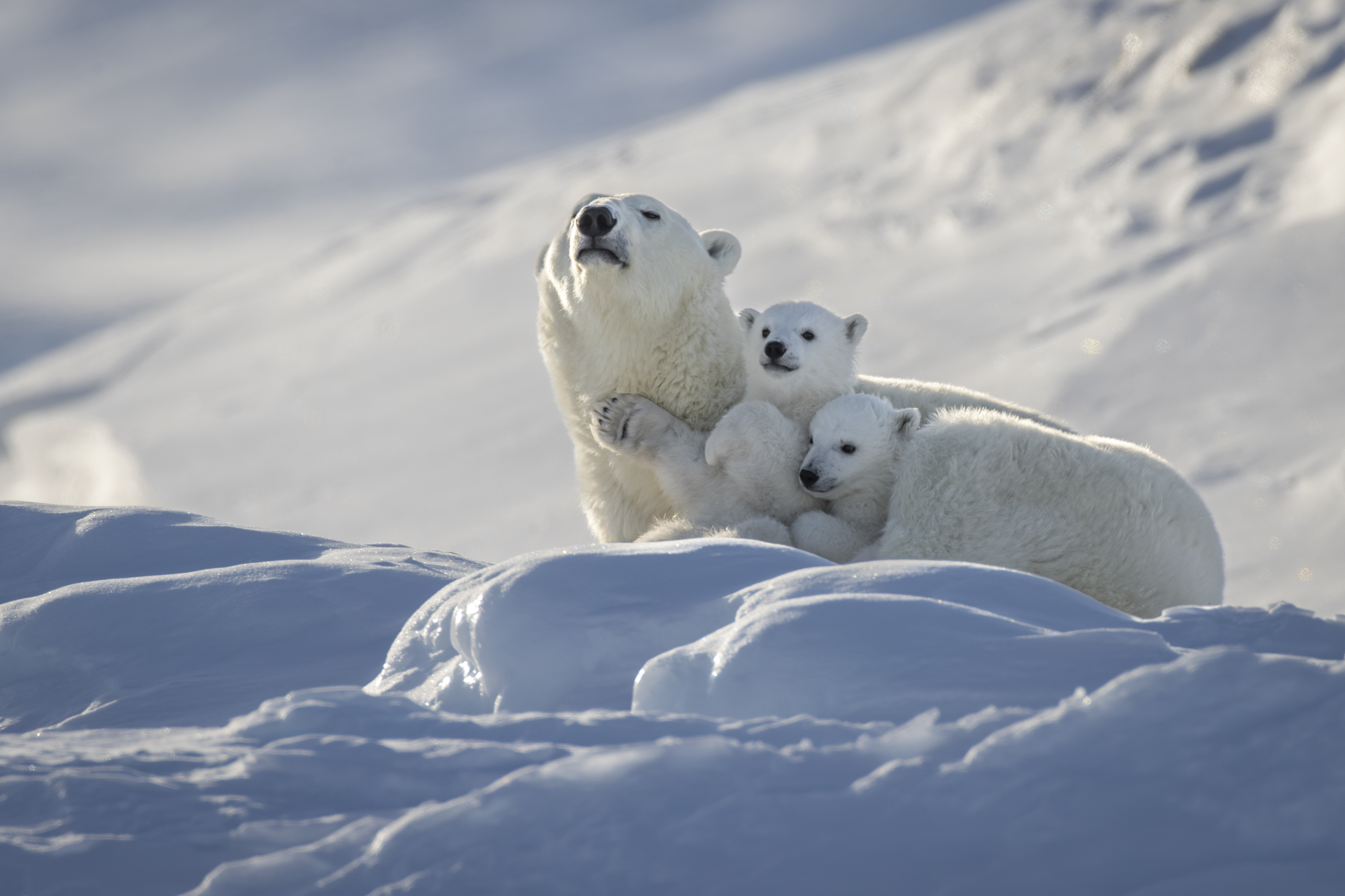 Америка белые медведи. Полярный медведь с красной бабочкой. Polar Bear Canada Spa. Аватарки белых гепардов.