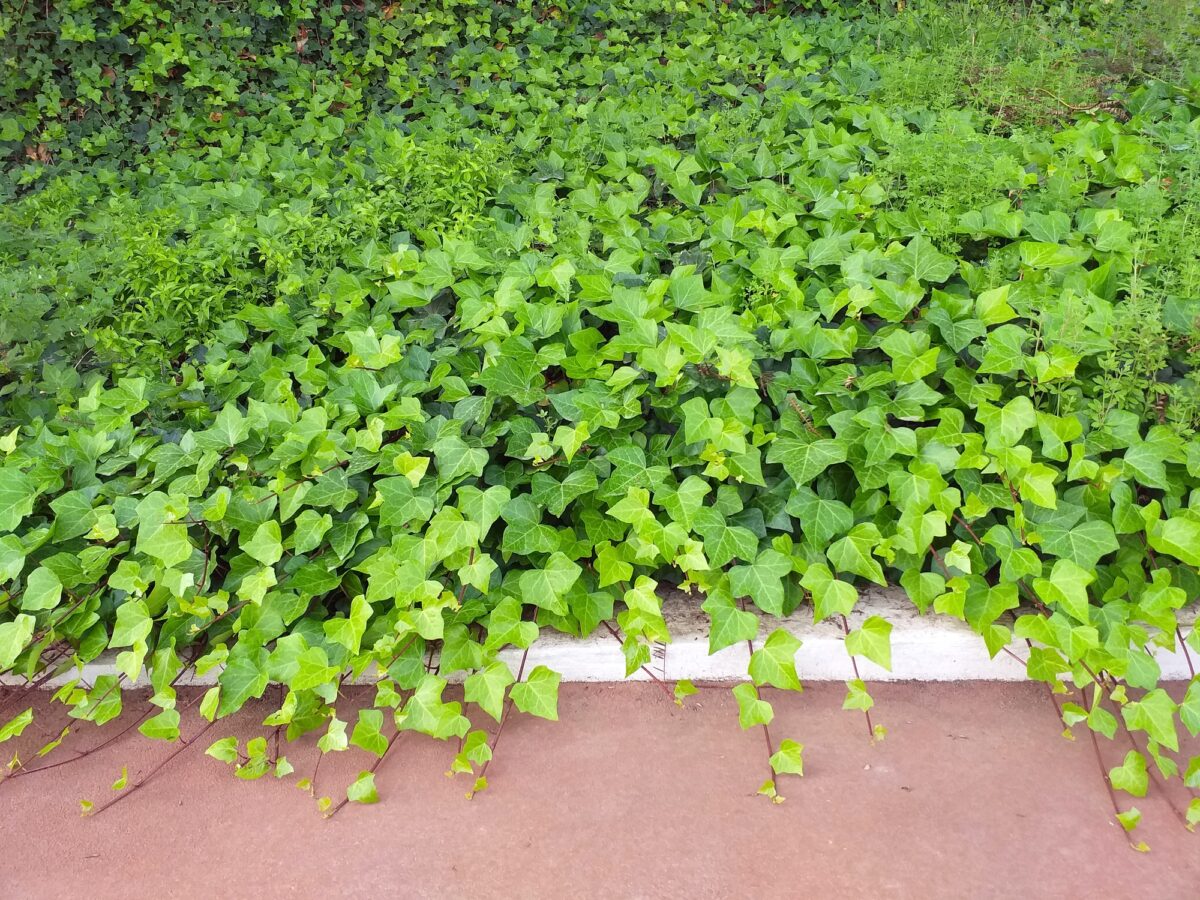 With its persistent growing cycle a little ground cover can go a long way. (Dreamstime/TNS)