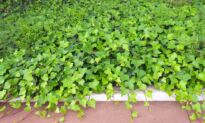 Plant Ground Cover