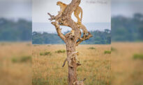 Photographer Snaps ‘Nanosecond’ Instant Entire Cheetah Family Together in Same Tree, Other Ultra-Rare Moments