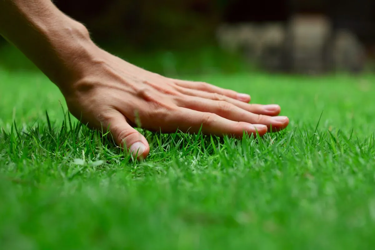 Grass requires continued attention. (Dudarev Mikhail/Shutterstock)