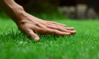 Revive a Lawn