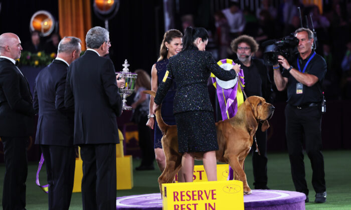 Trumpet the Bloodhound sits in the winners circle after winning Best in Show at the annual Westminster Kennel Club dog show at the Lyndhurst Estate in Tarrytown, N.Y., on June 22, 2022. (Michael M. Santiago/Getty Images)