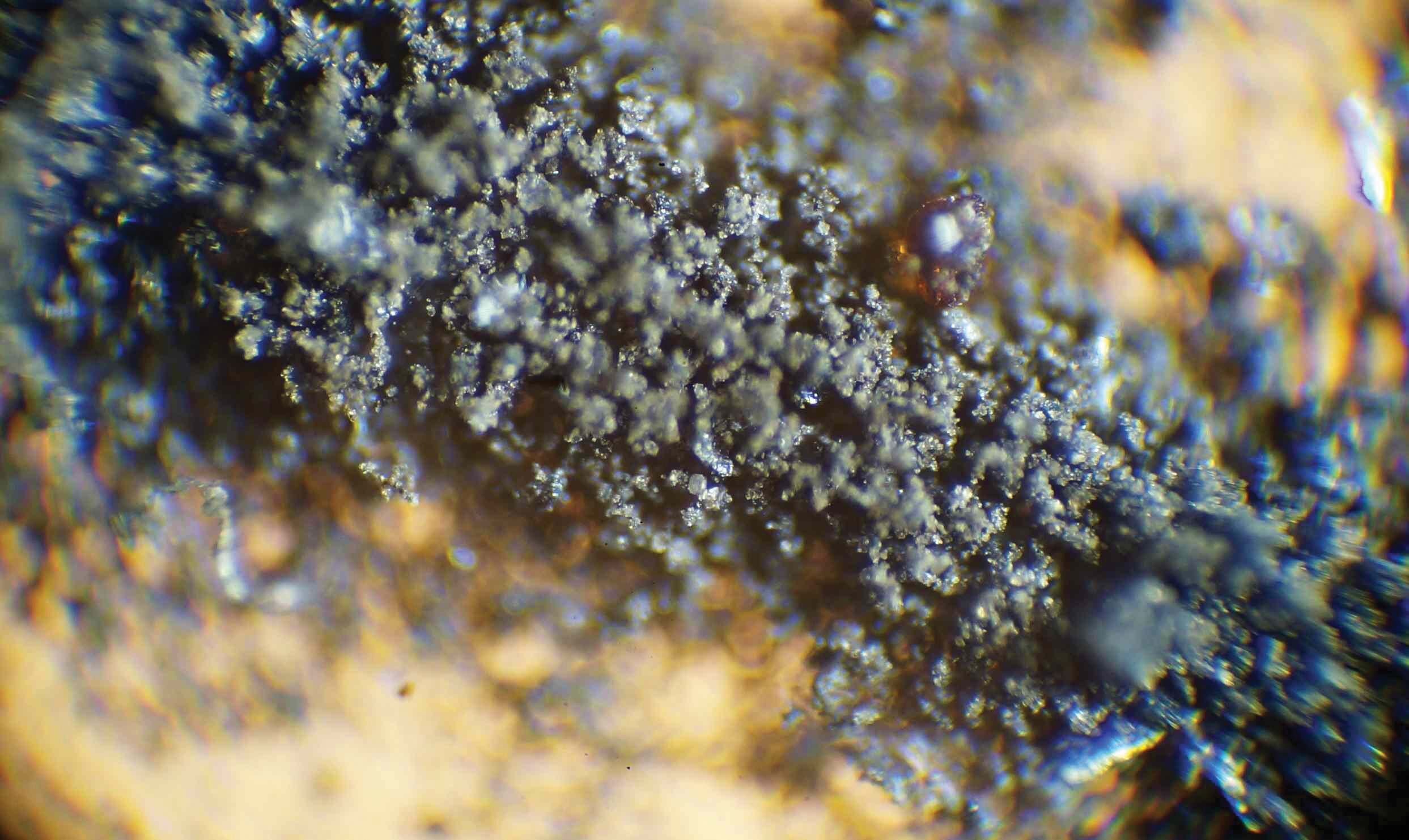 NASA: Give Us Back Our Moon Dust and Cockroaches - Vimarsana News