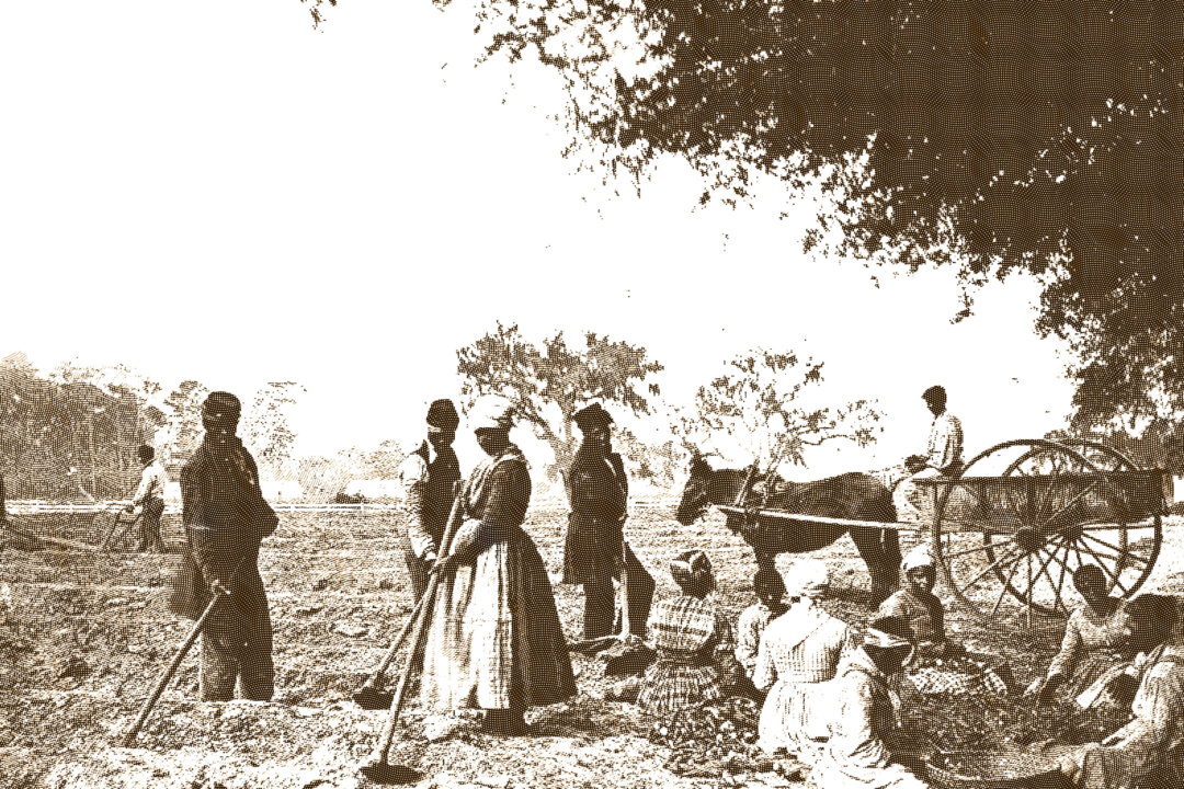 Slaves plant sweet potatoes on the Cassina Point Plantation in South Carolina in 1862.
(Library of Congress)
