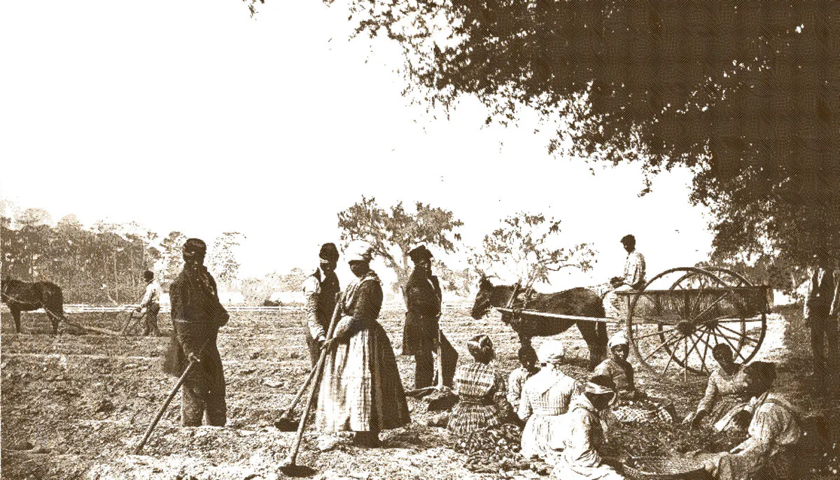 Slaves plant sweet potatoes on the Cassina Point Plantation in South Carolina in 1862. 
(Library of Congress)