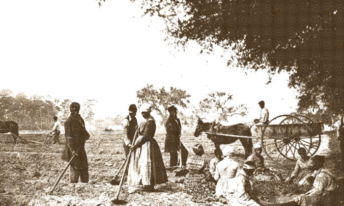 Slaves plant sweet potatoes on the Cassina Point Plantation in South Carolina in 1862. 
(Library of Congress)