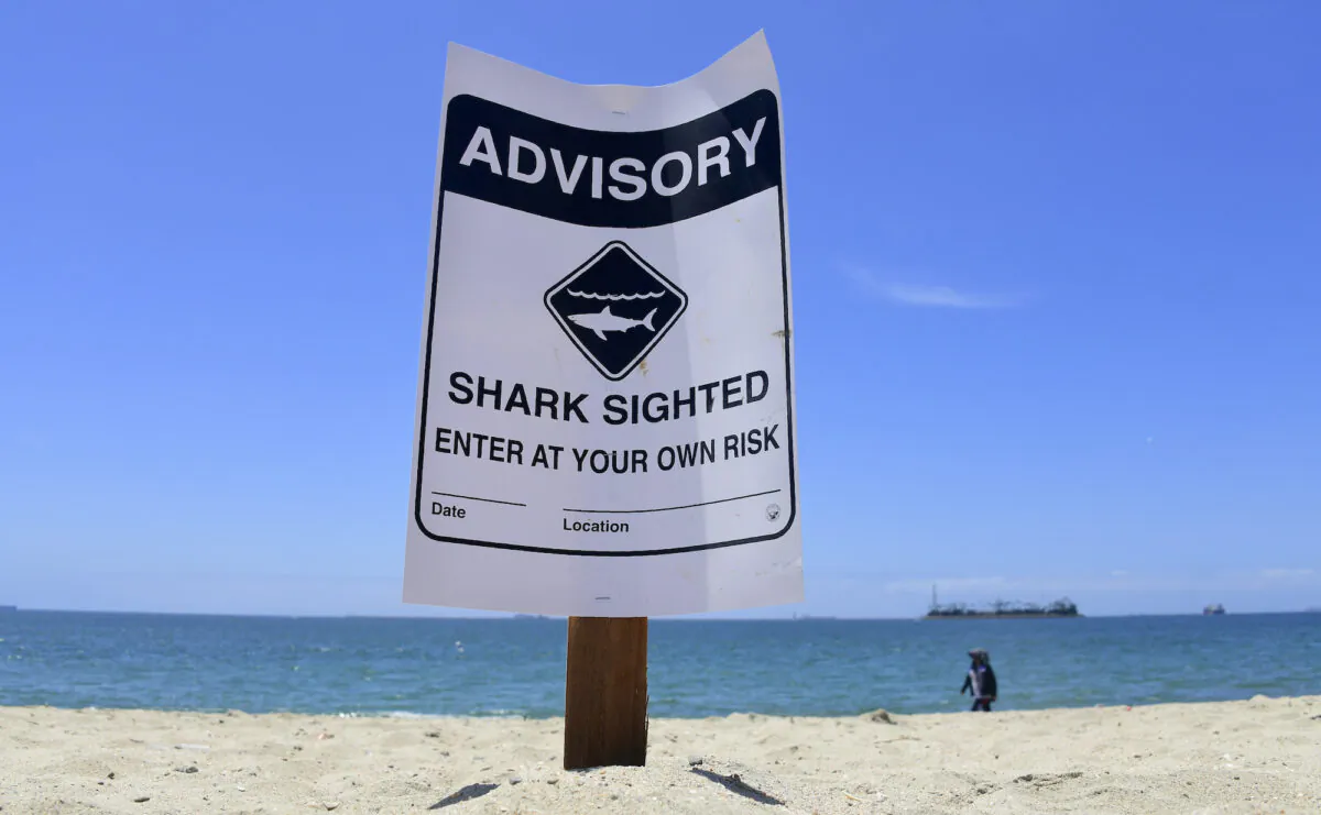 Warning signs for shark sightings in Long Beach, Calif., on May 16, 2017. (Frederic J. Brown/AFP via Getty Images)