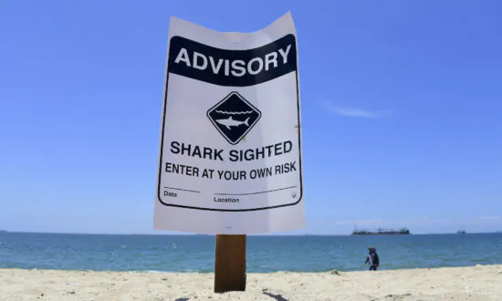 New California Fishing Law Bans Luring White Sharks to Shore