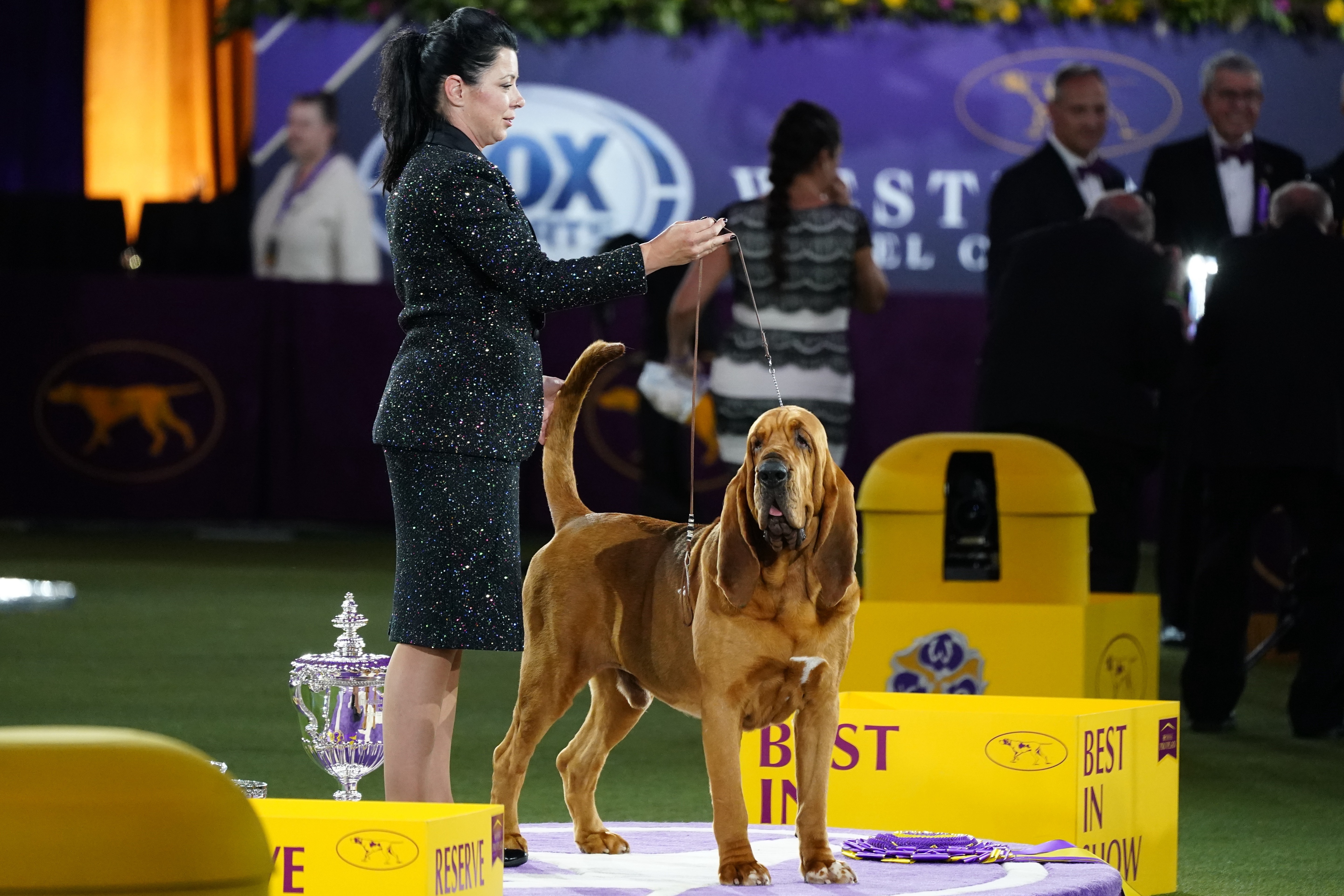 Trumpet the Bloodhound Wins Westminster Kennel Club Dog Show - Vimarsana News