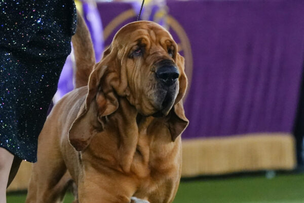 Trumpet, a bloodhound