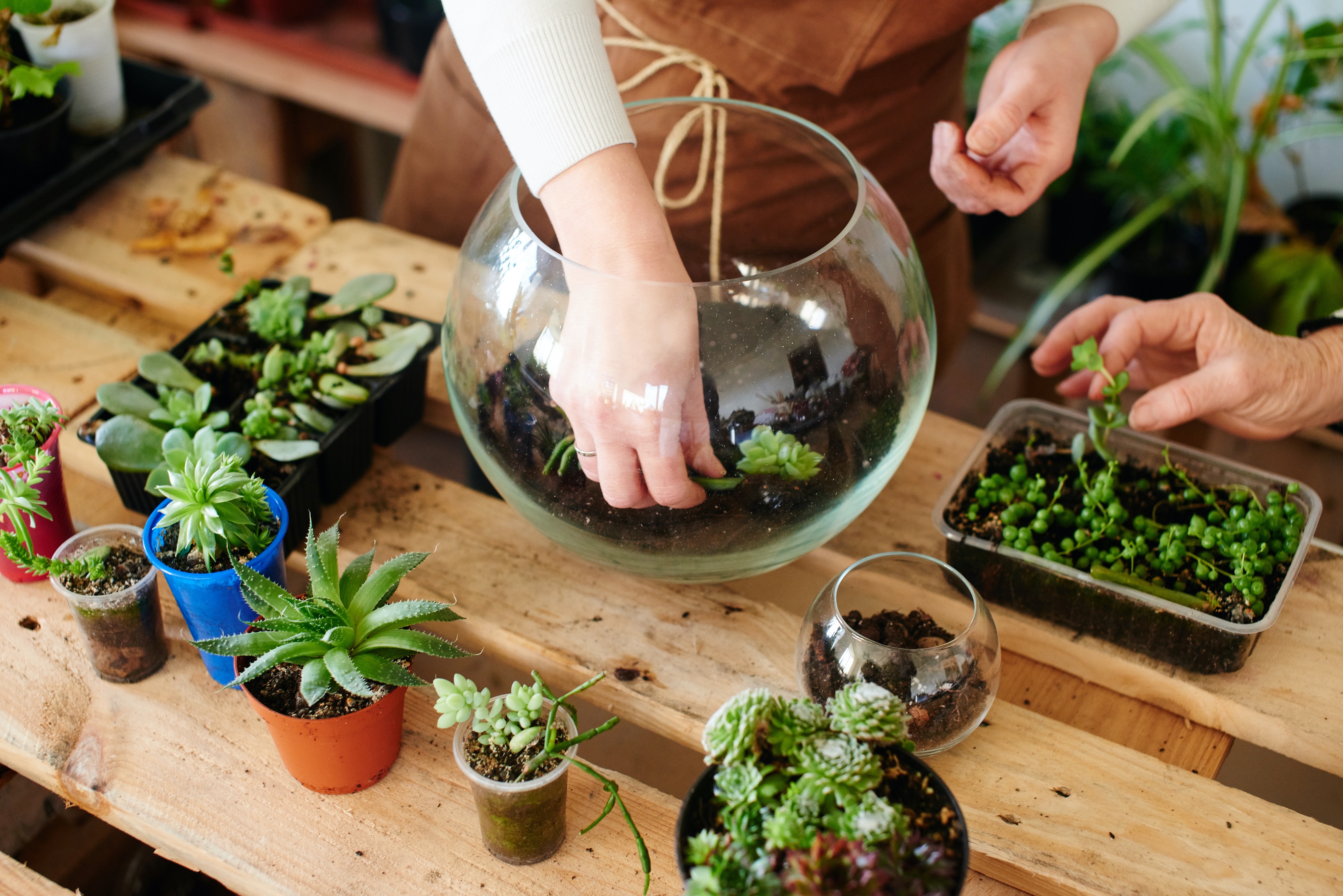 Make a Gorgeous Succulent Terrarium