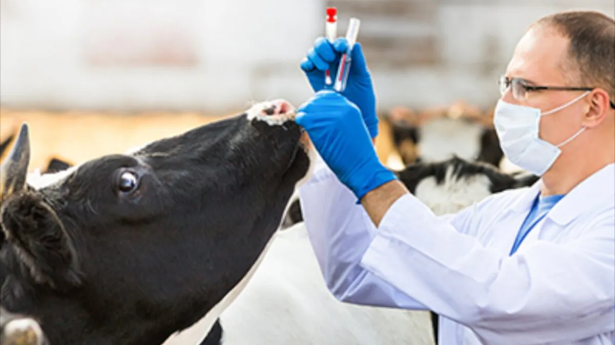A foot-and-mouth disease outbreak in Australia would trigger export bans and have severe economic consequences for Australia’s livestock producers. (Australia's Department of Agriculture, Water and the Environment)