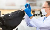 Australia Opens Molecular Lab in Timor-Leste to Combat Exotic Animal Diseases
