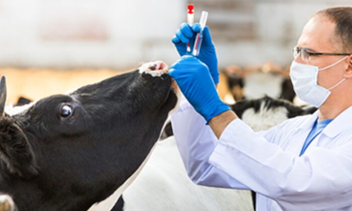 A foot-and-mouth disease outbreak in Australia would trigger export bans and have severe economic consequences for Australia’s livestock producers. (Australia's Department of Agriculture, Water and the Environment)