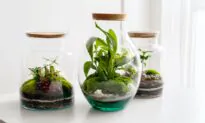 Making a Terrarium