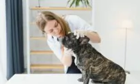 Veterinary Dentistry Requires Anesthesia