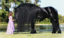 Legendary Stallion: A Photographer’s Once-in-a-Lifetime Experience of Working With Uldrik 457