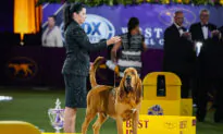 Trumpet the Bloodhound Wins Westminster Kennel Club Dog Show