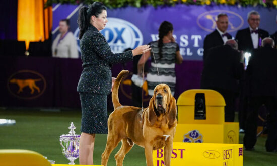 Trumpet the Bloodhound Wins Westminster Kennel Club Dog Show