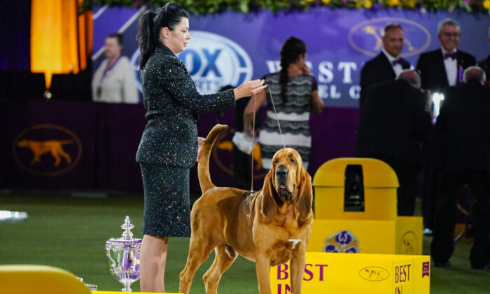 Heather Helmer poses for photographs with Trumpet, a bloodhound, after Trumpet won Best in Show at the 146th Westminster Kennel Club Dog Show in Tarrytown, N.Y., on June 22, 2022. (Frank Franklin II/AP Photo)