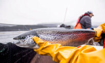 BC Salmon Farming Industry Welcomes Consultation After Years of ‘Ad Hoc’ Talks