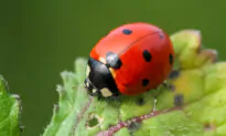 Let the Bugs Do the Legwork: Before You Reach for Insecticide, Consider Mother Nature’s Built-In Pest Control