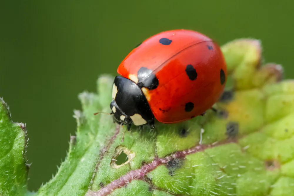 Although ladybugs look adorable, they are in fact killing machines, decimating populations of aphids, mites, mealybugs, and whiteflies. (mehmetkrc/Shutterstock)