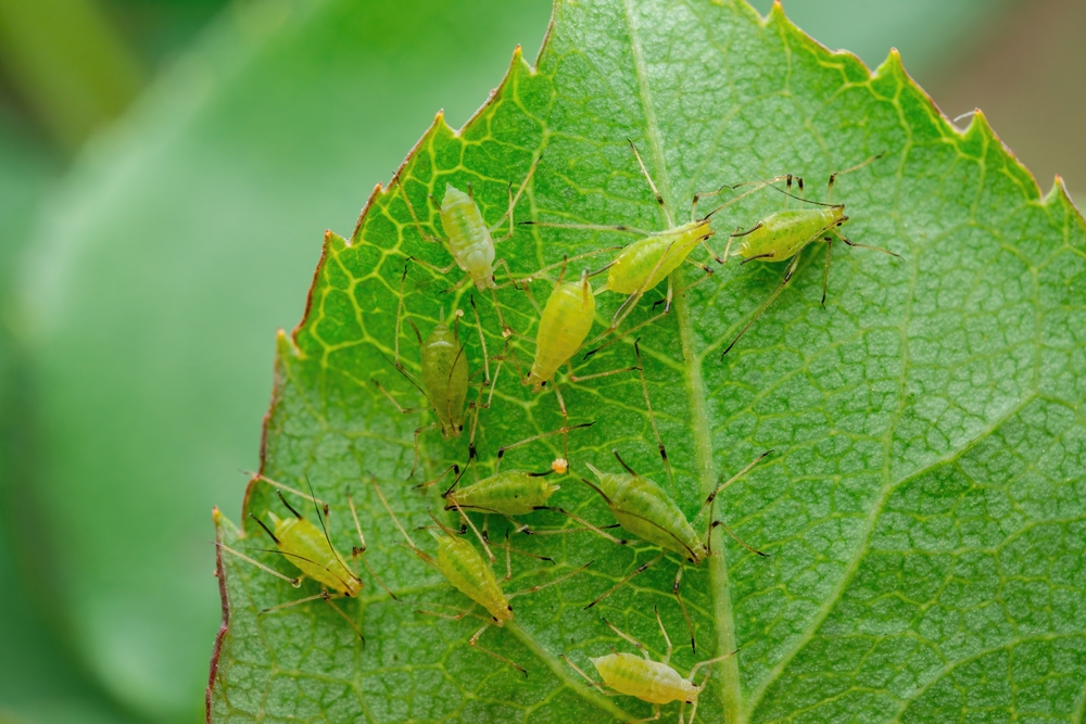 Aphid,Colony,On,Leaf.,Greenfly,Or,Green,Aphid,Garden,Parasite