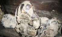 Farmer Finds Mysterious Stones in Peru With Carvings of Prehistoric ‘Heart Surgeons’ From Ancient Civilization