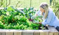 Build a Raised Garden Bed