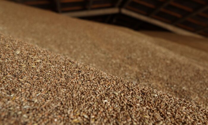 Wheat grains in a grain storage facility on a farm near Izmail, in the Odessa region, amid the Russian invasion of Ukraine, on June 14, 2022. (Oleksandr Gimanov/AFP via Getty Images)

