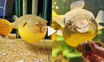 This Puffer Fish Loves to Eat, and Everyone Loves Watching Him!