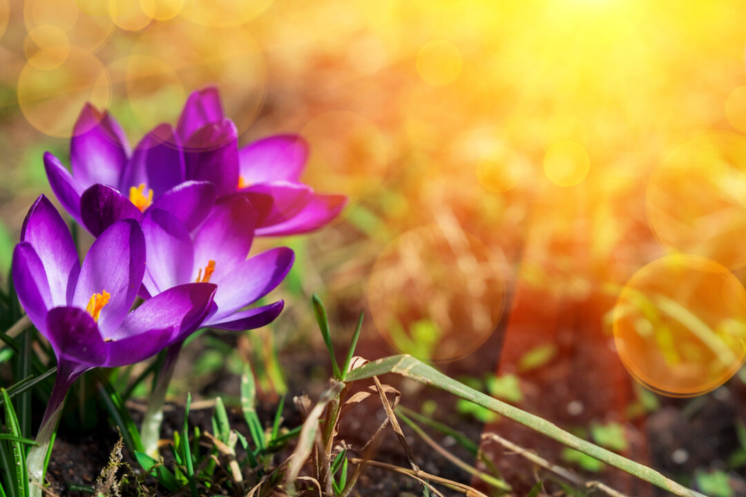 By Tetiana Shumbasova/Shutterstock