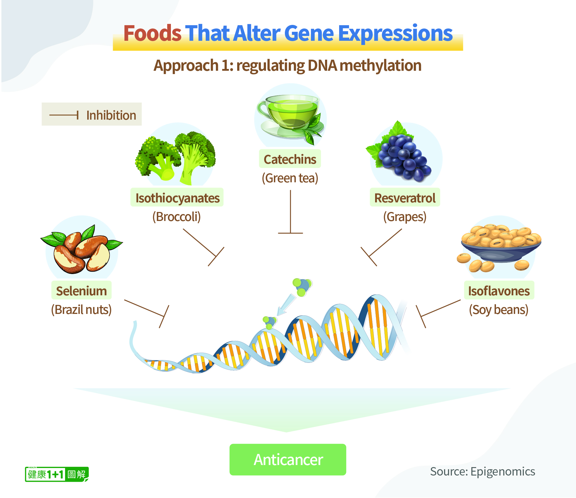 Aliments qui modifient l'expression des gènes