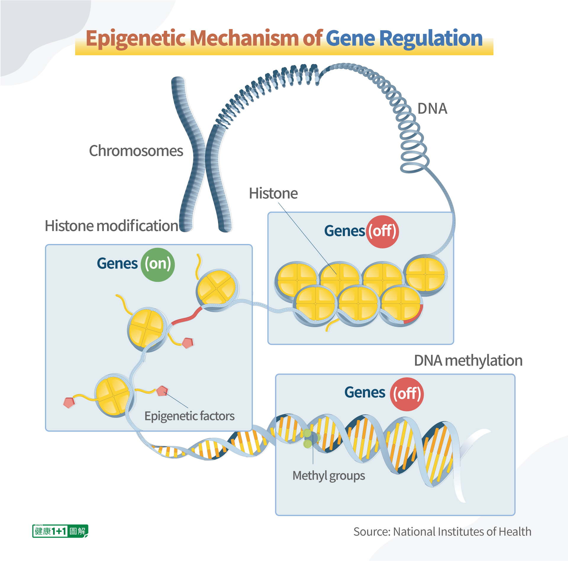 Mécanisme épigénétique de la régulation des gènes